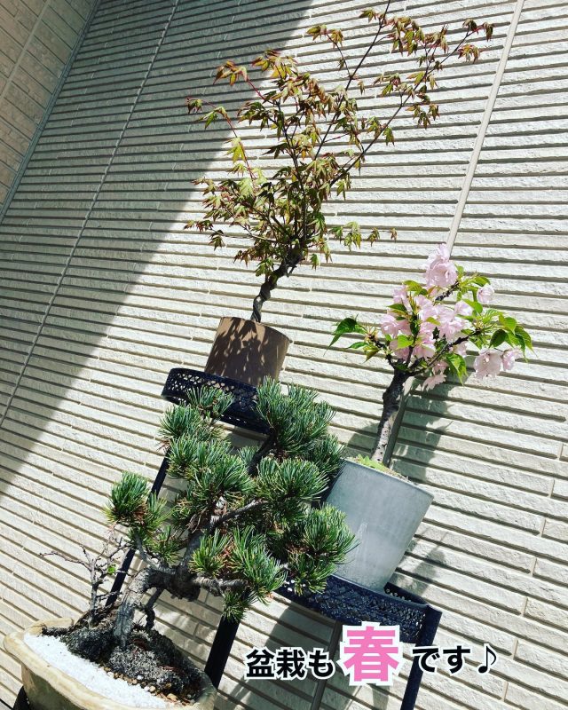 盆栽も春です♪

#good #春 #盆栽 #ミニ盆栽 
#今年も #咲きました 
#桜 #紅葉 #松 #梅 
#盆栽のある暮らし 
#盆栽のある生活 
#盆栽のある風景 
#花見 #花見スポット 
#癒し #きれい 
#風流 #渋い 
#四季 #四季折々 
#桜の季節 #桜のある風景 
#春の訪れ #春の花 
#緑 #ピンク 
#自己満足 
#大分